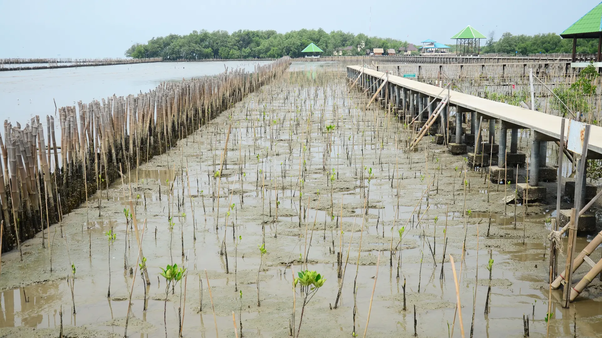 Restauration de mangroves